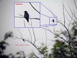 Dollarbird_HaredCrestedDrongo_20050423_tpk_post