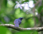 Hainan_Blue_Flycatcher_closeup1