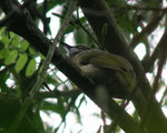 Mountain Bulbul_close