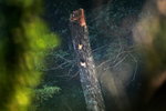 Tree Hole - Bay Woodpacker (First Discovered in HKG)