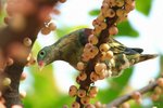 Thick-billed Green Pigeon 厚嘴綠鳩