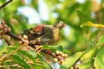Thick-billed Green Pigeon 厚嘴綠鳩