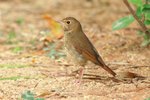 Rufous-tailed Robin 紅尾歌鴝