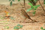 Rufous-tailed Robin 紅尾歌鴝