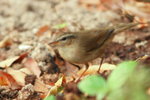 Japanese Bush Warbler