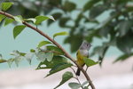 Grey-Headed Flycatcher (TaiWai)