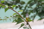 Grey-Headed Flycatcher (TaiWai)