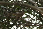 Japanese Bush Warbler (TaiWai)
