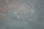 Siganus canaliculatus and Abudefduf vaigiensis (泥&#39917;及石剎婆)
