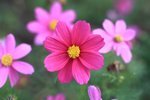 cosmos_02