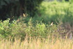 IMG_3517