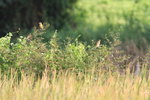 IMG_3519