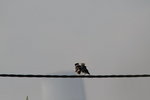 IMG_3536