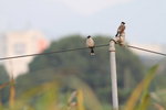 IMG_3552