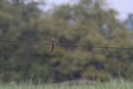 IMG_3553