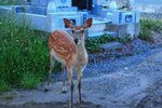 黃昏在酒店附近的墓地遇上鹿仔