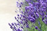薰衣草