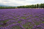 薰衣草花田