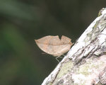 Kallima_inachus_20050423_tpk_crop