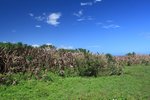 IMG_2963