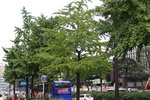 街道綠化