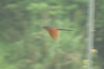Chestnut-winged Cuckoo 紅翅鳳頭鵑(2)