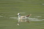 Red Phalarope 灰瓣蹼鷸(3)