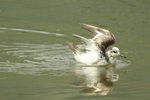 Red Phalarope 灰瓣蹼鷸(5)