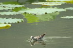 Red Phalarope 灰瓣蹼鷸(6)
