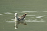Red Phalarope 灰瓣蹼鷸(7)