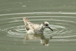 Red Phalarope 灰瓣蹼鷸(9)