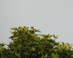 Black_Baza_Saikung_20050617001