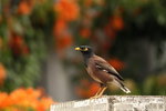 Common Myna