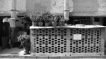 P1000272