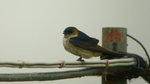 P1000954_l