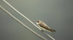 P1010023_l