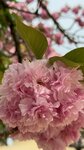 IMG_4966