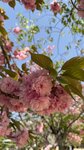 IMG_5595