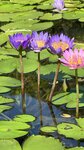 IMG_7368