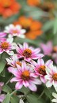 IMG_8039