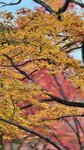 IMG_1236