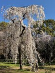 IMG_5818