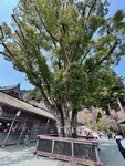 IMG_6401