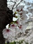IMG_7186