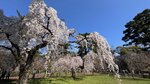 IMG_4491