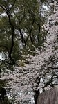 IMG_4933