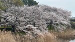 IMG_4948