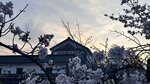 IMG_5445