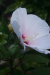 IMG_6259