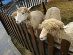 IMG_1426